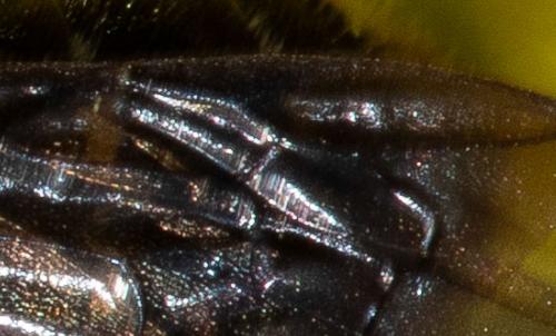 Andrena sp.